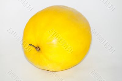  melon