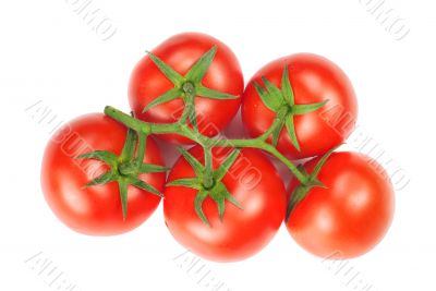 branch with red and fresh tomatoes 