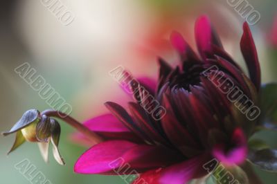 dahlia burgundy with little bud