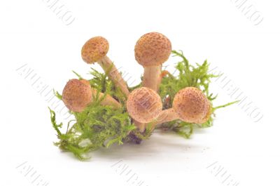 Mushrooms(Armillaria mellea)