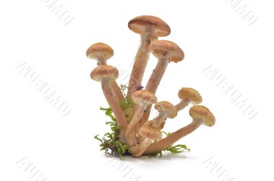 Mushrooms(Armillaria mellea)