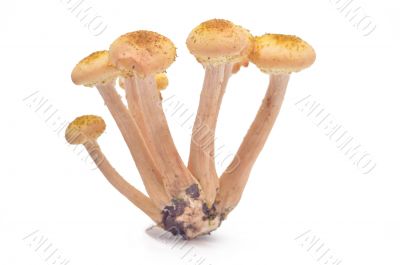 Mushrooms(Armillaria mellea)
