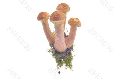 Mushrooms(Armillaria mellea)