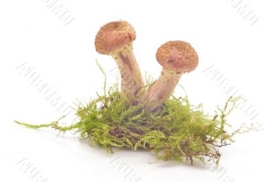 Mushrooms(Armillaria mellea)