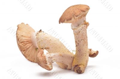 Mushrooms(Armillaria mellea)