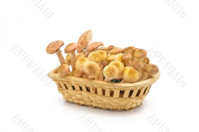 Mushrooms(Armillaria mellea)