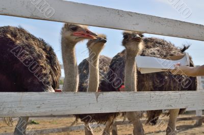 Feeding the ostriches
