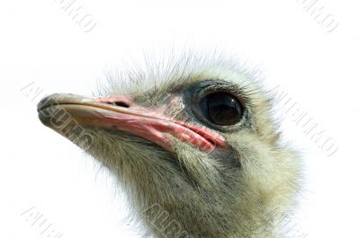 Ostrich(Struthio camelus camelus)