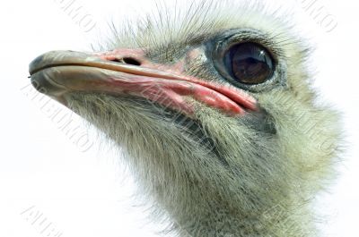 Ostrich(Struthio camelus camelus)