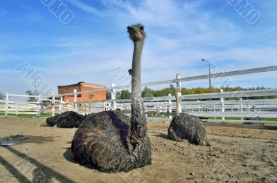 Ostriches(Struthio camelus camelus)
