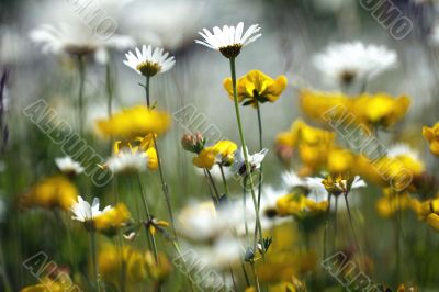 spring flowers  shine in the field