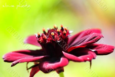 chocolate blossom