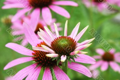 Echinacea purpurea