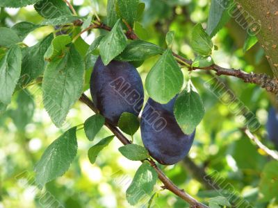 Plums