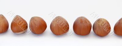 Hazel nuts
