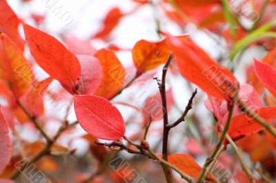Red leaves