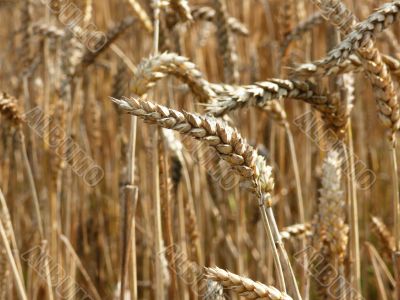 Wheat
