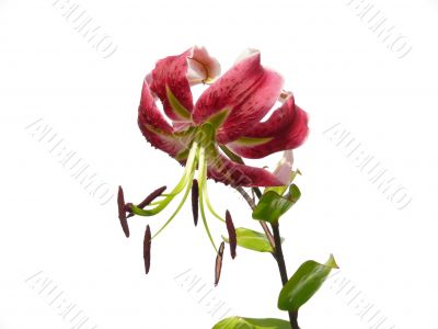 Red lily