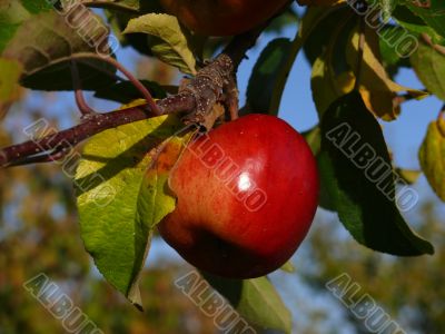 Red apple