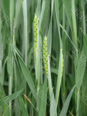 Wheat