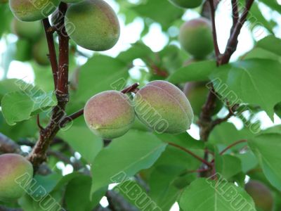 Unripe apricots