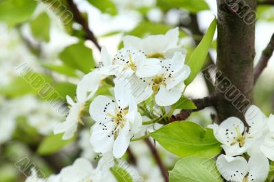 Apple blossoms