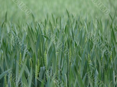 Wheat