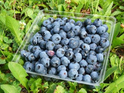 Blueberries