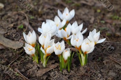 Crocuses