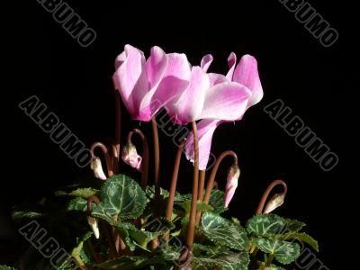 Pink cyclamen