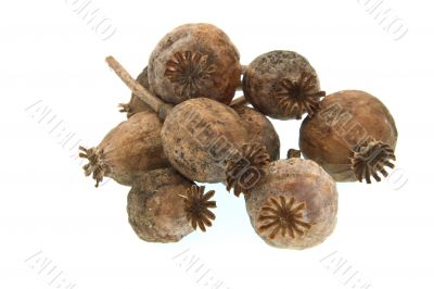 Poppy heads
