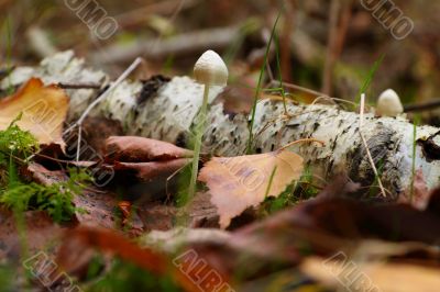 Mushroom