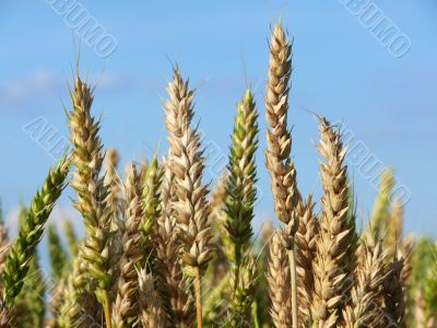 Wheat