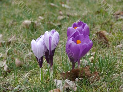 Crocuses