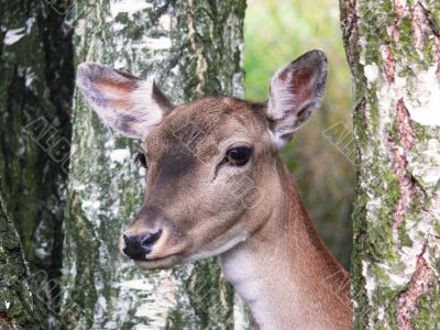 Fallow deer