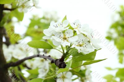 Apple blossoms