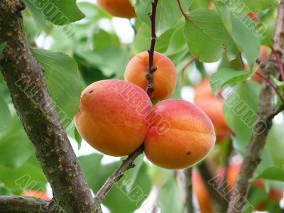 Apricots