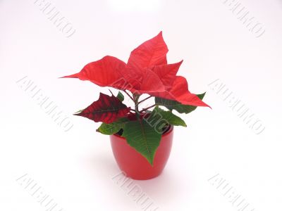 Poinsettia