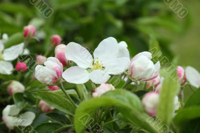 Apple blossoms