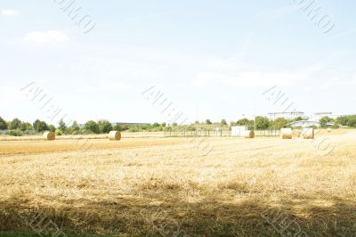 harvest time