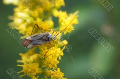 panoramic view of a bug