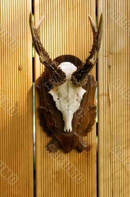 antlers