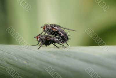 fucking flies
