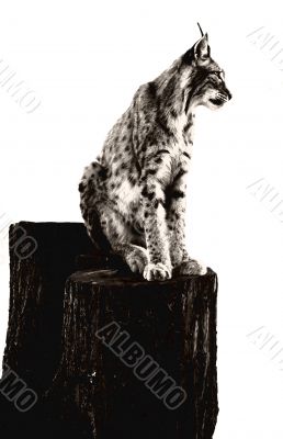 the lynx