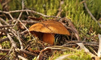 yellow mushroom