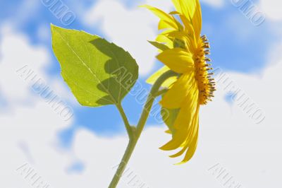 Sunflower Sky