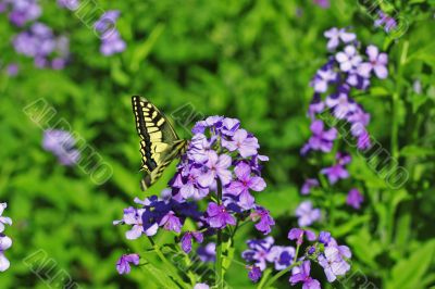 Yellow butterfly flying over summer mountains meadow