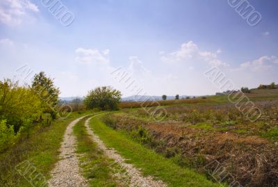 Road in the fields