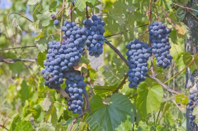 Grape
