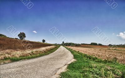 Road in the fields